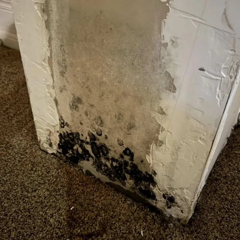 Professional Mold Removal in Beaufort, SC